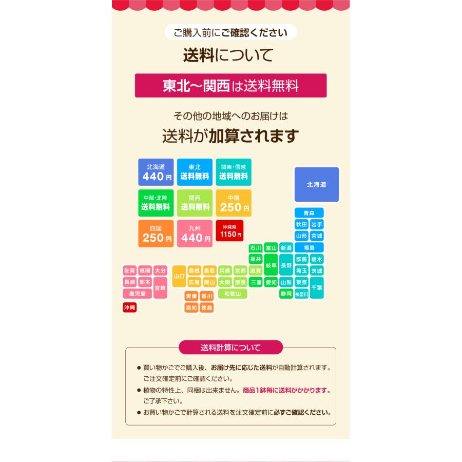 母の日 ギフト 花 カーネーション 2026 プレゼント 東北から関西まで送料無料 5号鉢 メッセージカード ギフトボックス付き | ブランド登録なし | 23
