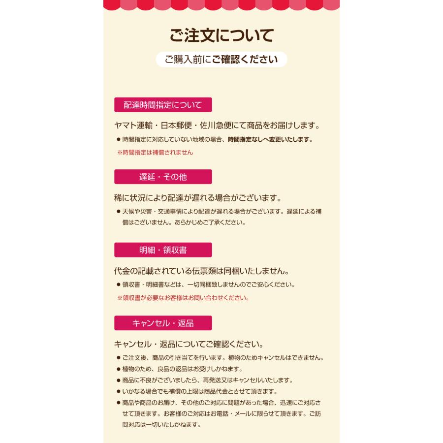 母の日 ギフト 花 カーネーション 2026 プレゼント 東北から関西まで送料無料 5号鉢 メッセージカード ギフトボックス付き | ブランド登録なし | 24
