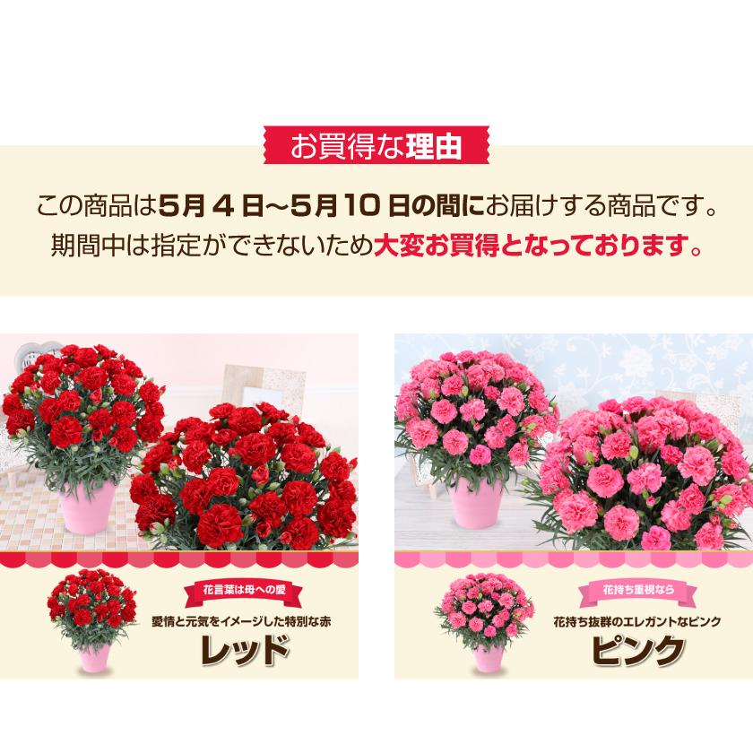 母の日 ギフト 花 カーネーション 2026 プレゼント 東北から関西まで