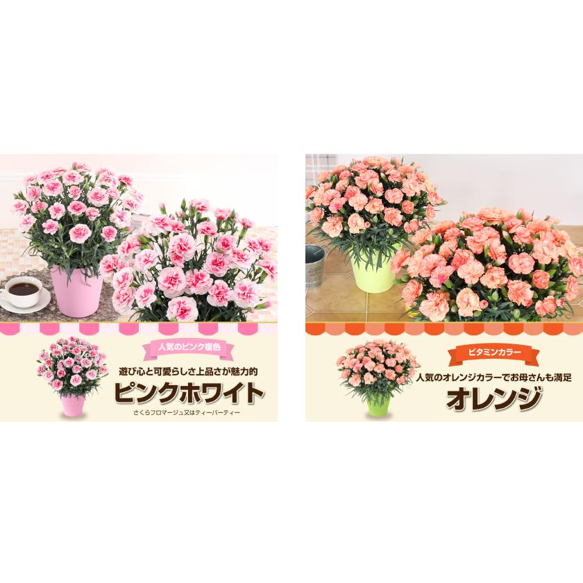 母の日 ギフト 花 カーネーション 2026 プレゼント 東北から関西まで送料無料 5号鉢 メッセージカード ギフトボックス付き | ブランド登録なし | 26