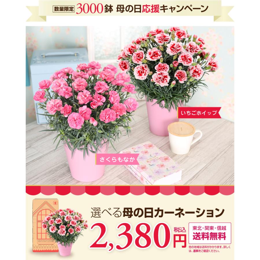 母の日 ギフト 花 カーネーション 2025 プレゼント 5号鉢 母の日 ギフト 花 カーネーション 2025 プレゼント 5号鉢