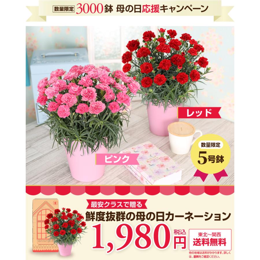 母の日 ギフト 花 カーネーション 2026 プレゼント 東北から関西まで送料無料 5号鉢 メッセージカード ギフトボックス付き | ブランド登録なし | 09