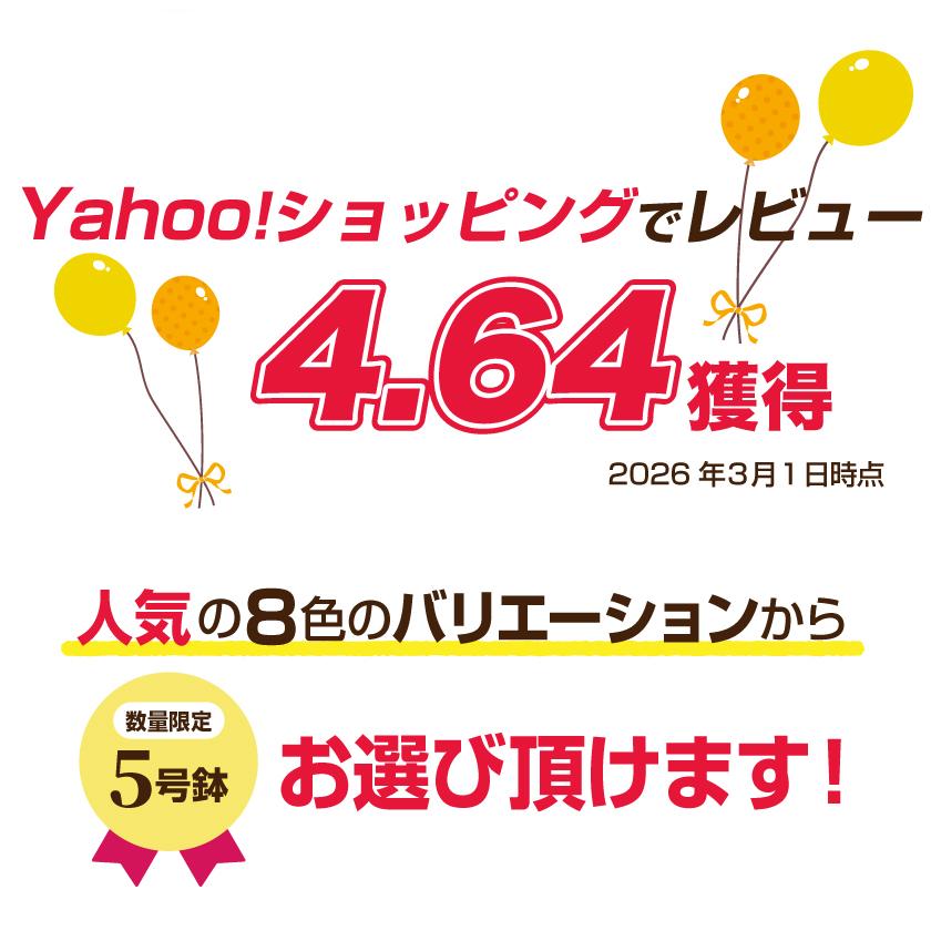母の日 ギフト 花 カーネーション 2026 プレゼント 東北から関西まで送料無料 5号鉢 メッセージカード ギフトボックス付き | ブランド登録なし | 10