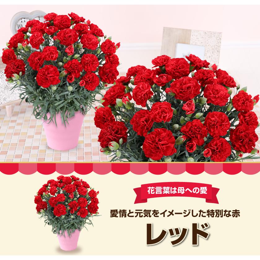 母の日 ギフト 花 カーネーション 2026 プレゼント 東北から関西まで送料無料 5号鉢 メッセージカード ギフトボックス付き | ブランド登録なし | 11