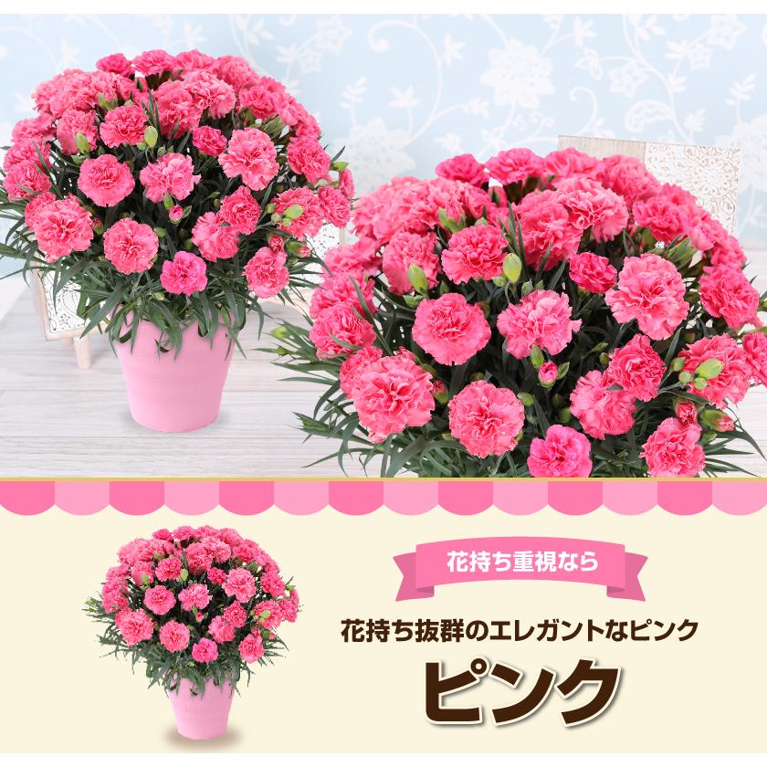 母の日 ギフト 花 カーネーション 2026 プレゼント 東北から関西まで送料無料 5号鉢 メッセージカード ギフトボックス付き | ブランド登録なし | 12