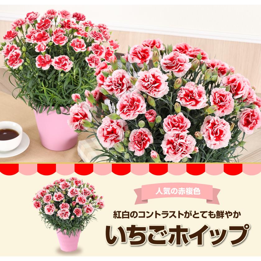 母の日 ギフト 花 カーネーション 2026 プレゼント 東北から関西まで送料無料 5号鉢 メッセージカード ギフトボックス付き | ブランド登録なし | 13