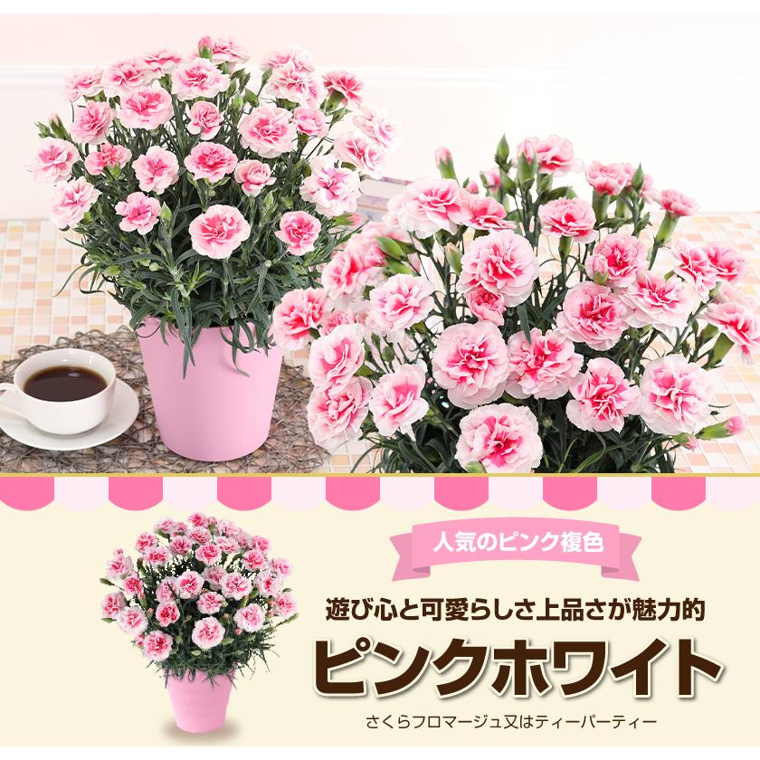 母の日 ギフト 花 カーネーション 2026 プレゼント 東北から関西まで送料無料 5号鉢 メッセージカード ギフトボックス付き | ブランド登録なし | 14