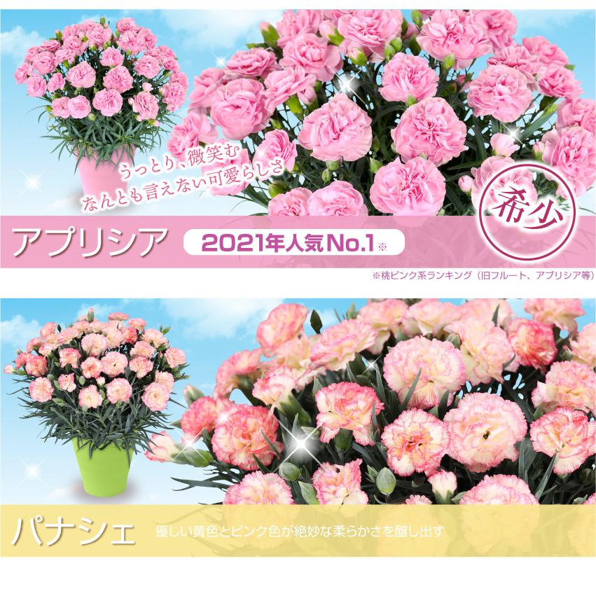 母の日 ギフト 花 カーネーション 22 プレゼント 5号鉢 メッセージカード ギフトボックス付き 送料無料 Hs 花束とアレンジの専門店 花むすび 通販 Yahoo ショッピング