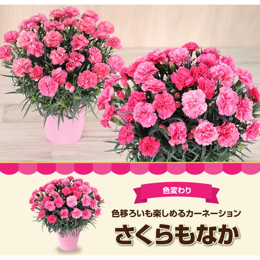 母の日 ギフト 花 カーネーション 2026 プレゼント 東北から関西まで