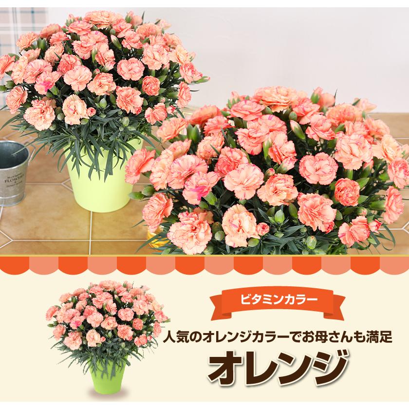 母の日 ギフト 花 カーネーション 2026 プレゼント 東北から関西まで送料無料 5号鉢 メッセージカード ギフトボックス付き | ブランド登録なし | 16