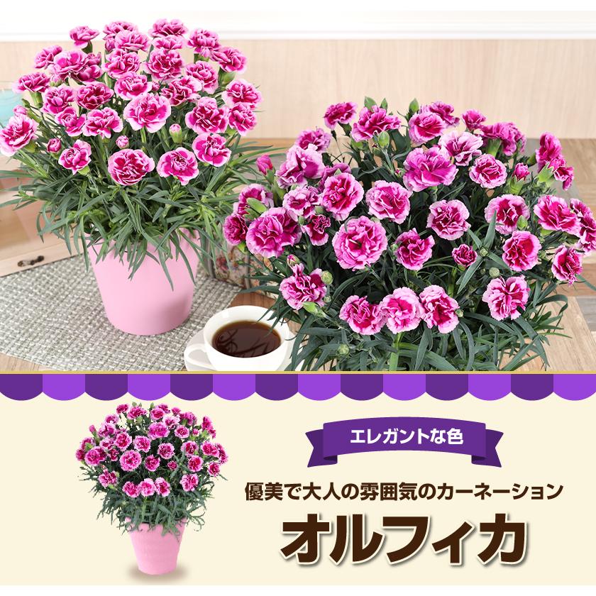 母の日 ギフト 花 カーネーション 2026 プレゼント 東北から関西まで