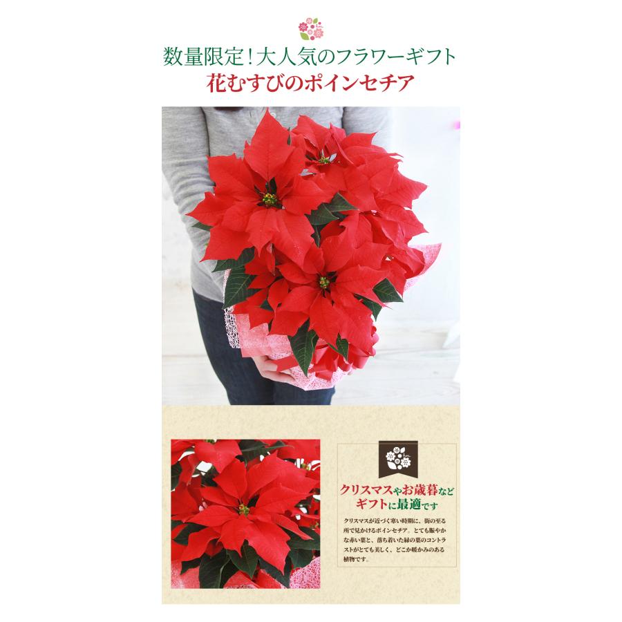 ポインセチア（鉢花）ラッピング付き（5号）クリスマスギフト :Poinsettia001:花束とアレンジの専門店 花むすび - 通販 -  Yahoo!ショッピング