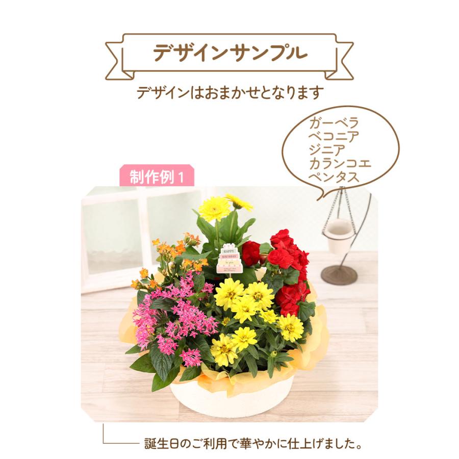 誕生日 花 プレゼント 2024 花鉢 ギフト 花かご 5種でつくるおまかせ寄せかご 敬老の日｜hana-kusamusubi｜03