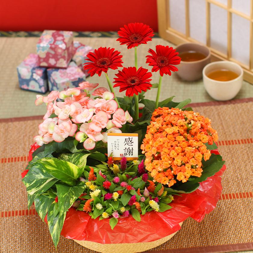 誕生日 花 プレゼント 21 花鉢 ギフト 花かご 5種でつくるおまかせ寄せかご Yosebati 003 花束とアレンジの専門店 花むすび 通販 Yahoo ショッピング