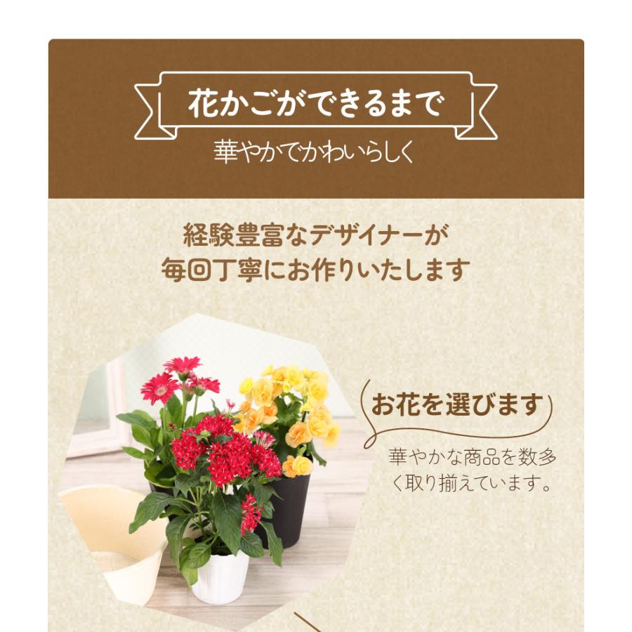 誕生日 花 プレゼント 2024 花鉢 ギフト 花かご 5種でつくるおまかせ寄せかご 敬老の日｜hana-kusamusubi｜09