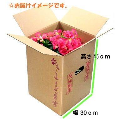 リーガースベゴニア リーガスベゴニア 5号鉢薄ピンク 幸福な日々 の花言葉 誕生日 結婚祝 出産祝 母の日ギフトに 送料無料 Begonia Up R はな丸 通販 Yahoo ショッピング