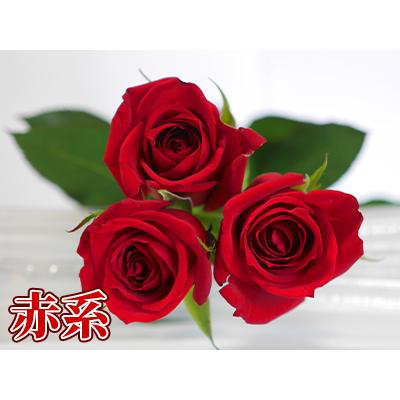 バラ花束 20本〜本数指定 1本200円 108本まで プロポーズ 記念日