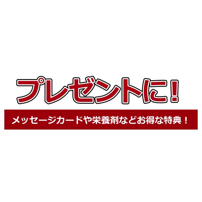 バラ 花束 20本 3980円 100本まで本数指定可 選べる4色 赤バラ 花 ピンク 黄色 白バラ 誕生日 父の日 記念日 お祝い かすみ草追加可 |  | 04