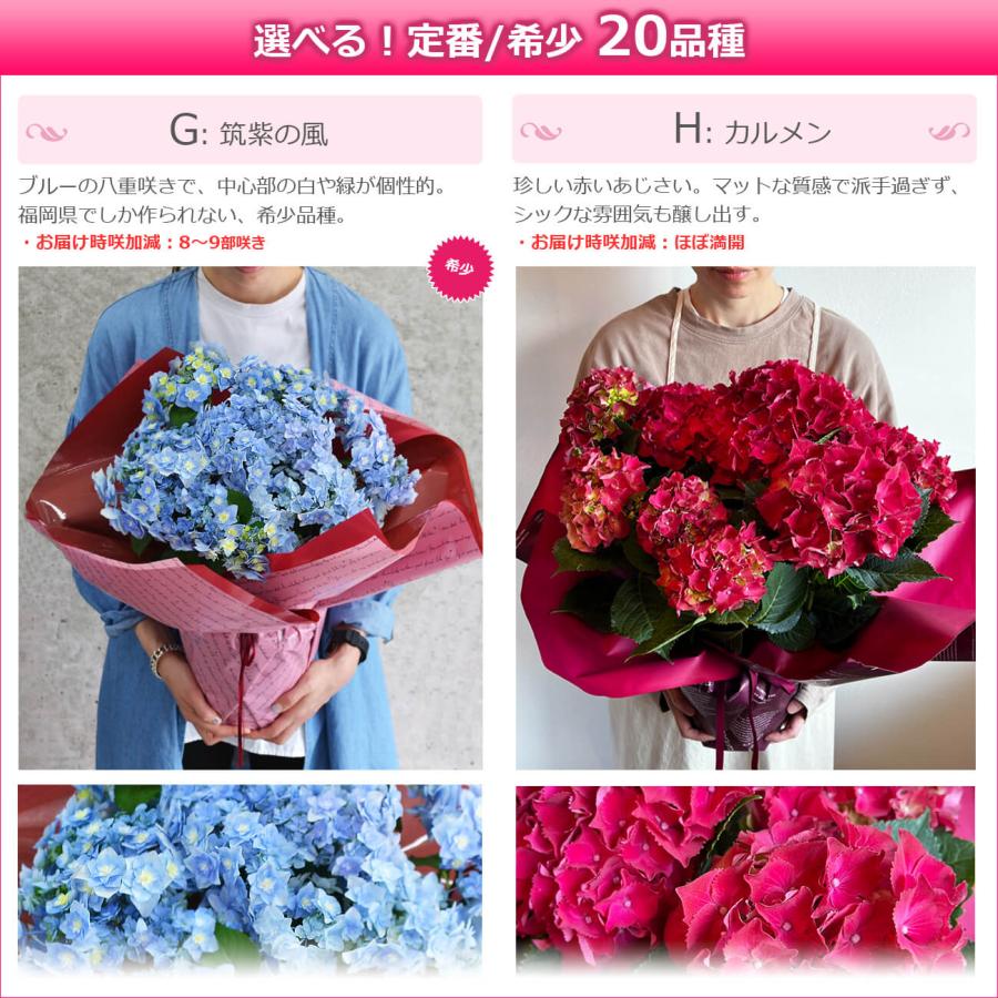 母の日 プレゼント 花 あじさい 鉢植え アジサイ 6号鉢 選べる20品種 珍しい 希少 紫陽花 ギフト 義母｜hana-rug｜12