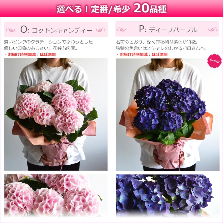 遅れてごめんね 母の日 紫陽花 プレゼント あじさい 鉢植え 6号鉢