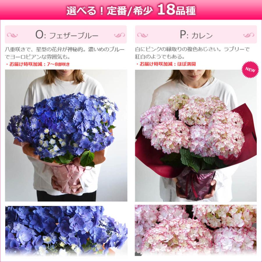 母の日 プレゼント 花 あじさい 鉢植え アジサイ 6号鉢 選べる18品種 珍しい 希少 紫陽花 ギフト 義母 Ajisai 6 シクラメン バラの花束 Hana Rug 通販 Yahoo ショッピング
