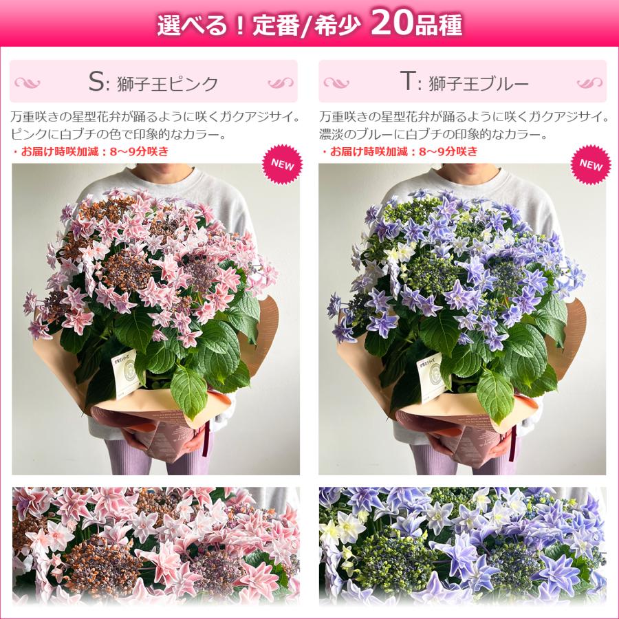 母の日 プレゼント 花 あじさい 鉢植え アジサイ 6号鉢 選べる20品種 珍しい 希少 紫陽花 ギフト 義母｜hana-rug｜18