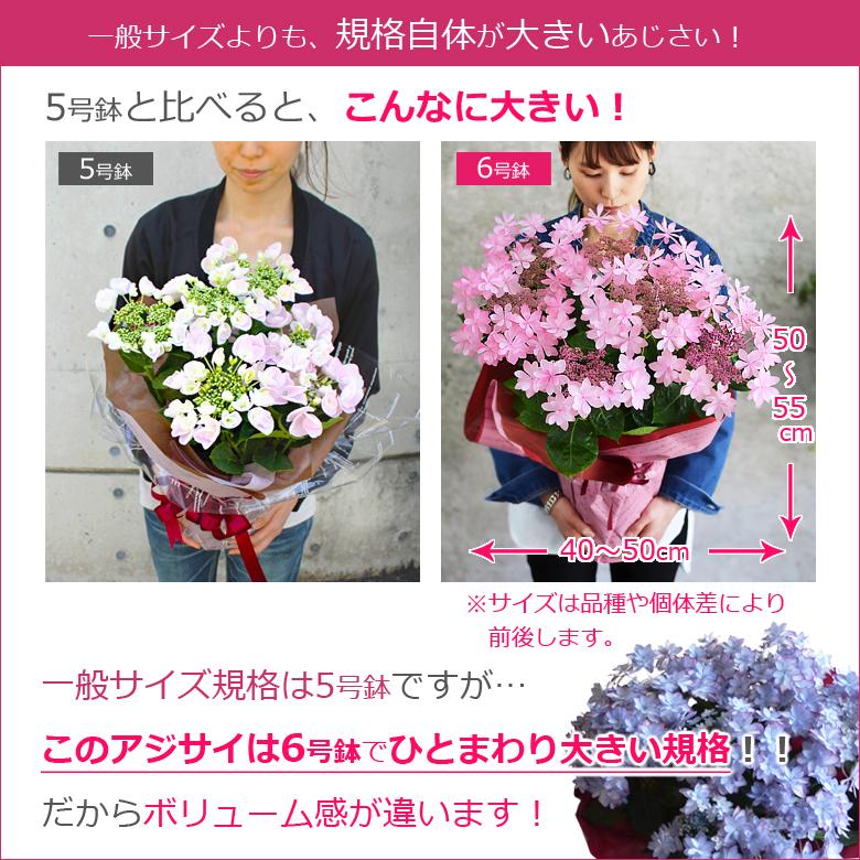 母の日 プレゼント 花 あじさい 鉢植え アジサイ 6号鉢 選べる20品種 珍しい 希少 紫陽花 ギフト 義母｜hana-rug｜04