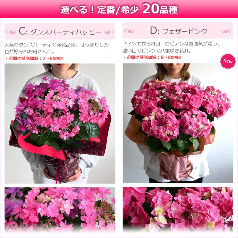 遅れてごめんね 母の日 紫陽花 プレゼント あじさい 鉢植え 6号鉢