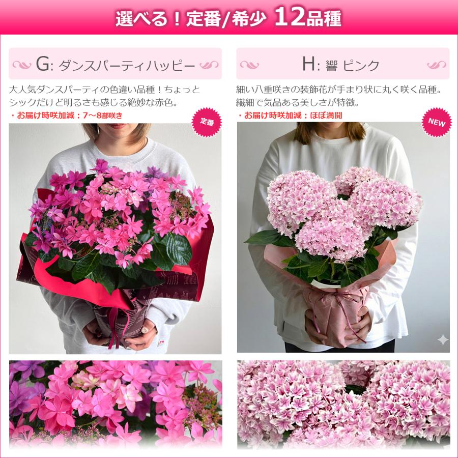 アトリエgg ピンクの花柄コート　18号 遅れてごめんね 母の日 花 アジサイ 5号鉢より大きい5,5号鉢