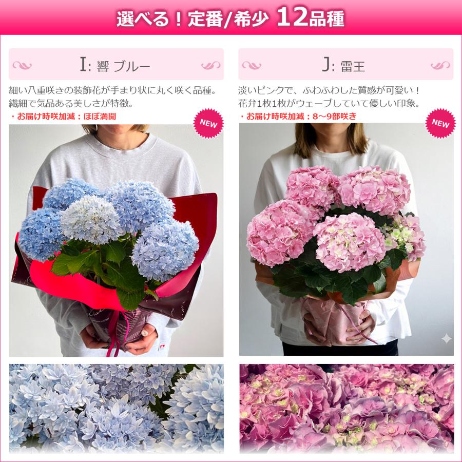 遅れてごめんね 母の日 花 アジサイ 5号鉢より大きい5,5号鉢