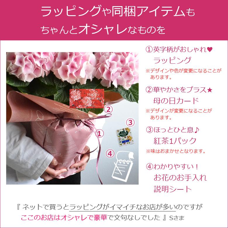 本日am10時まで受付 まだ間に合う母の日 プレゼント 花 あじさい 鉢植え アジサイ 5号鉢 紫陽花 珍しい 希少 ギフト ダンスパーティ 筑紫ルビー Ajisai5 シクラメン バラの花束 Hana Rug 通販 Yahoo ショッピング