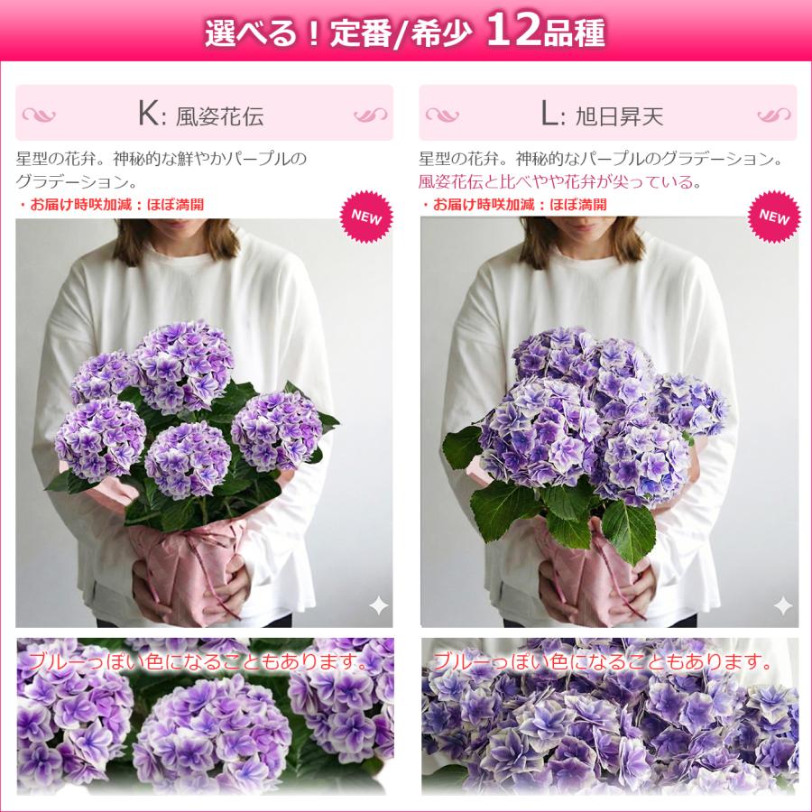 遅れてごめんね 母の日 花 アジサイ 5号鉢より大きい5,5号鉢