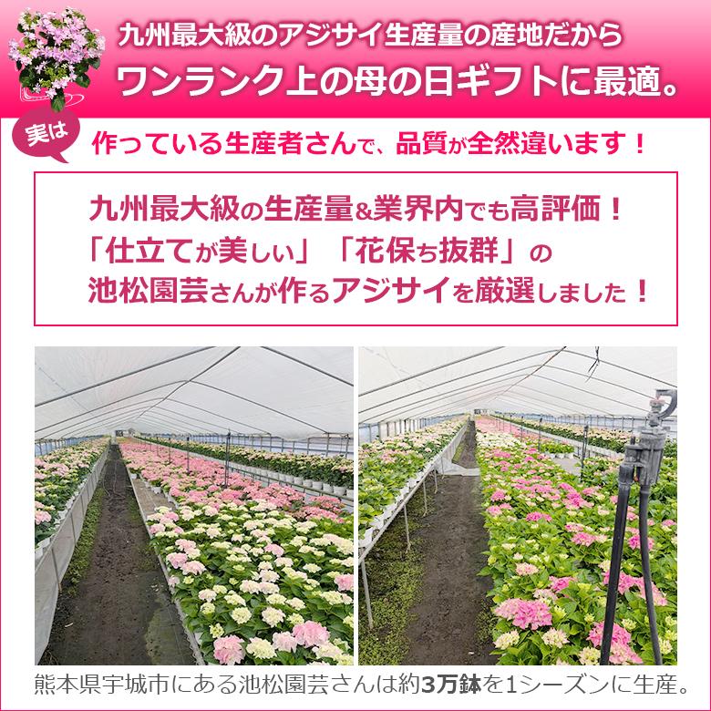 遅れてごめんね 母の日 花 アジサイ 5号鉢より大きい5,5号鉢