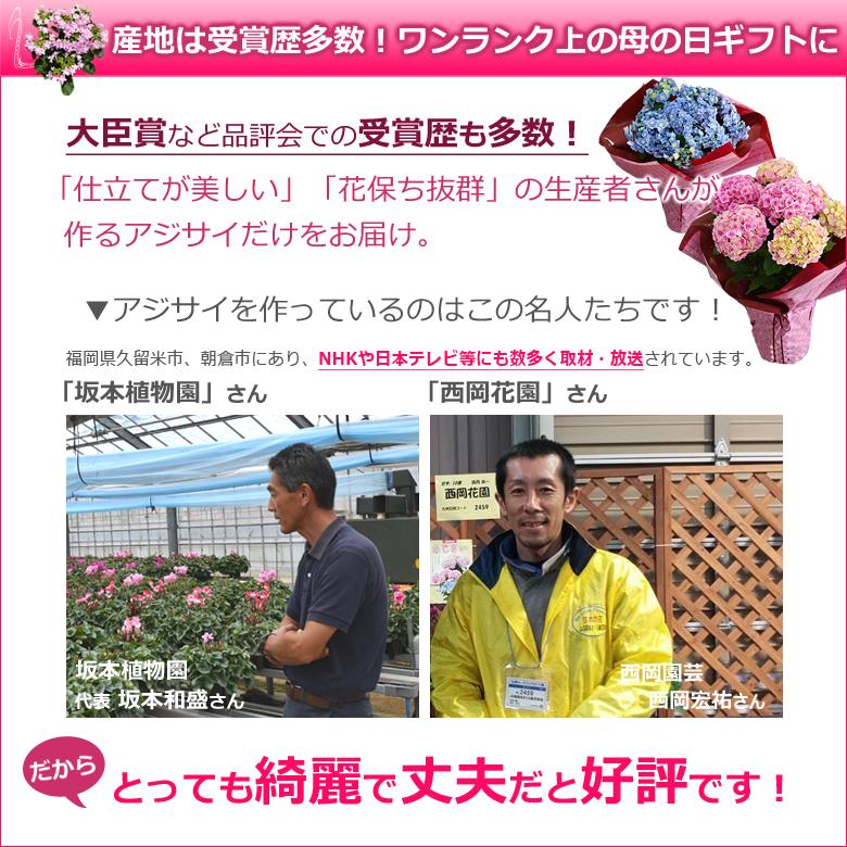 母の日 プレゼント アジサイ 鉢植え 花 5号鉢 あじさい 紫陽花 珍しい 希少 ギフトダンスパーティ 筑紫ルビー コットンキャンディ Ajisai5 バラ シクラメンのhana Rug 通販 Yahoo ショッピング