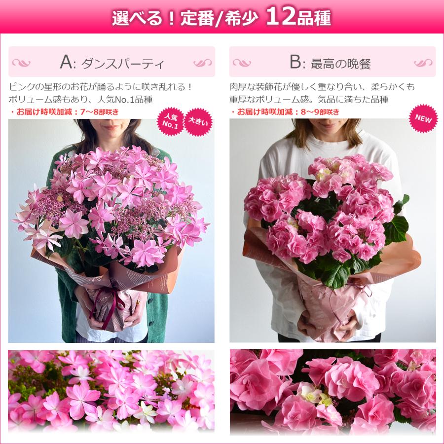 遅れてごめんね 母の日 花 アジサイ 5号鉢より大きい5,5号鉢