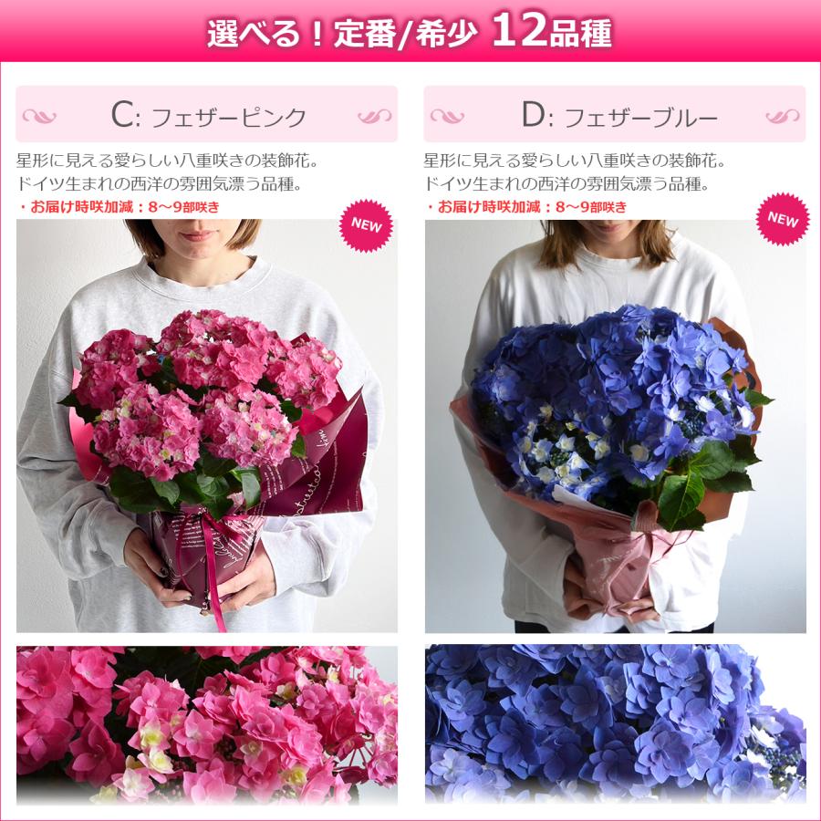 遅れてごめんね 母の日 花 アジサイ 5号鉢より大きい5,5号鉢