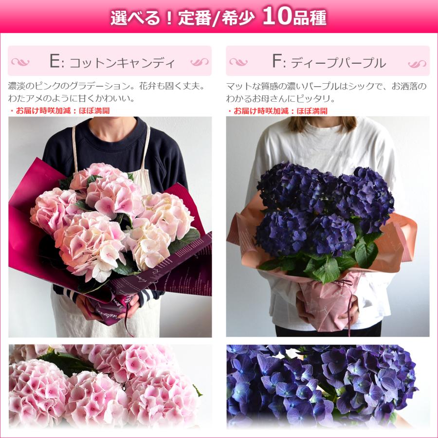 遅れてごめんね 母の日 花 アジサイ 5号鉢より大きい5,5号鉢