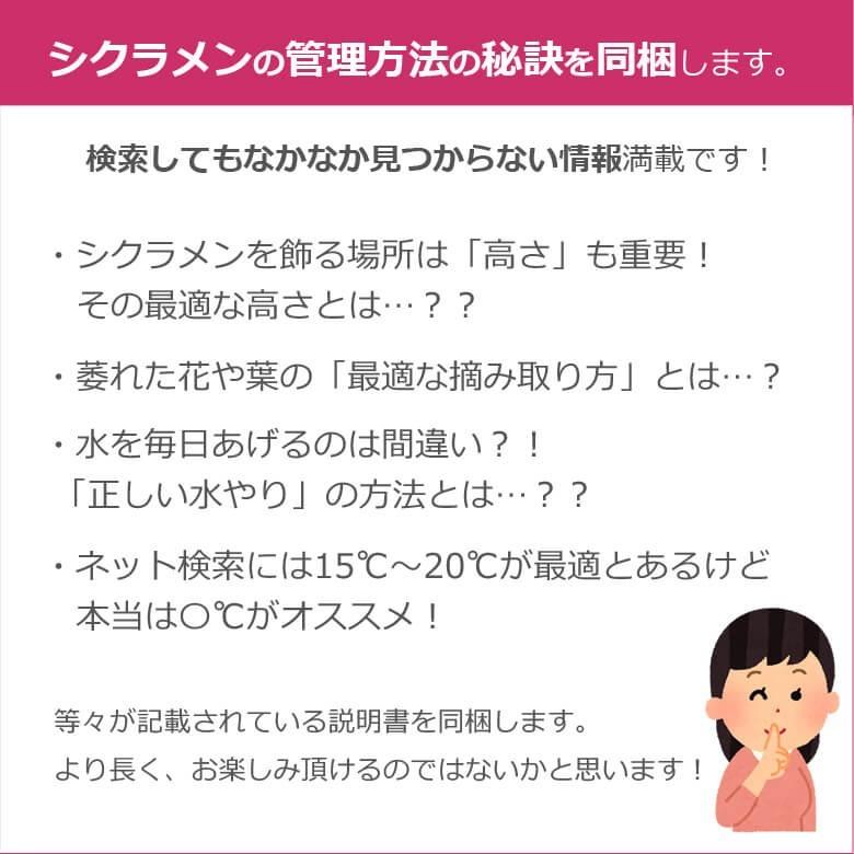 ブルーシクラメン 6号鉢 サントリー お歳暮 誕生日 お祝い クリスマスのプレゼント ギフト 贈答に｜hana-rug｜14