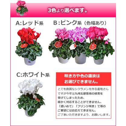 チャロ 様専用です 2鉢目価格 ピーチ シクラメン 苗 苗木 5号鉢 クリスマス Fodexpo Com Co