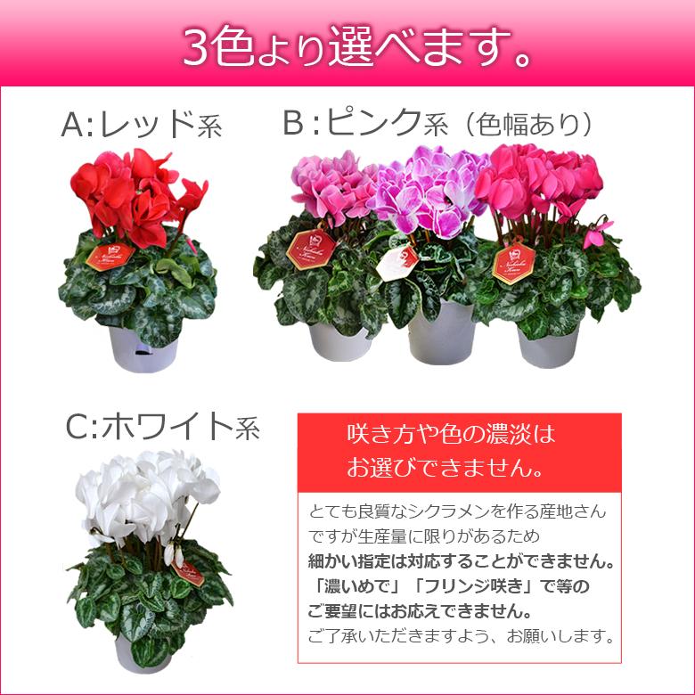 最高級シクラメン 5号鉢 お歳暮 誕生日 お祝い クリスマスのプレゼント 