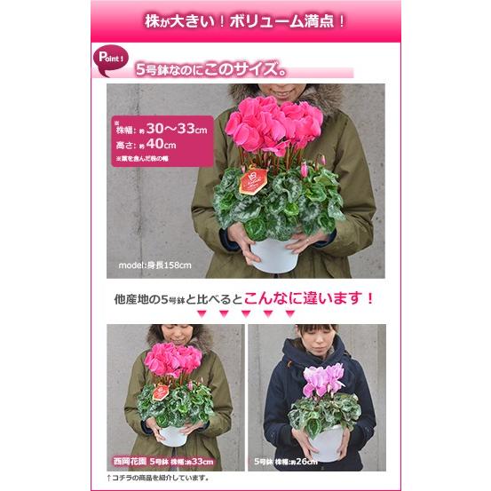 最高級シクラメン 5号鉢 お歳暮 誕生日 お祝い クリスマスのプレゼント ギフト 贈答に Cyclamen5 バラ シクラメンのhana Rug 通販 Yahoo ショッピング