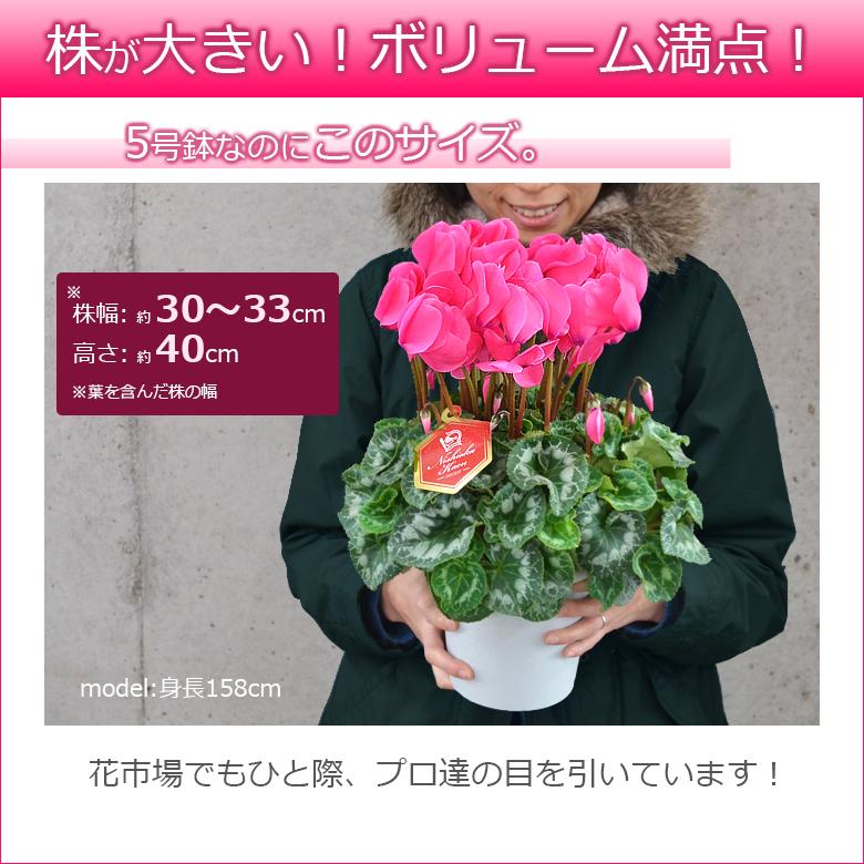 最高級シクラメン 5号鉢 お歳暮 誕生日 お祝い クリスマスのプレゼント 