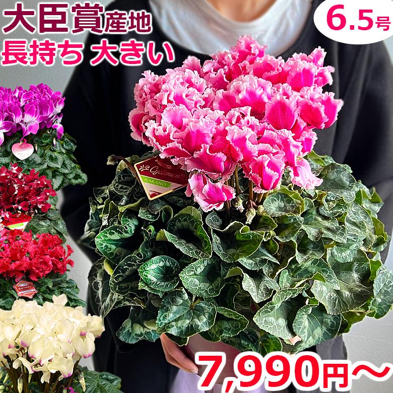 シクラメン ハッピーブルー 6寸鉢 大株 鉢花 ギフト3535 シクラメン ハッピーブルー 6寸鉢 大株 鉢花 ギフト3535
