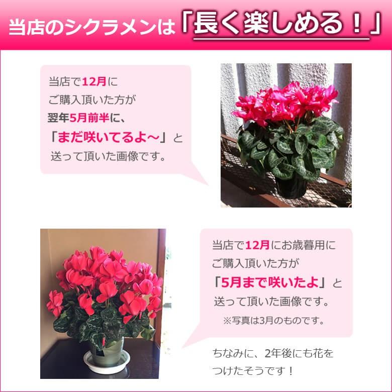 最高級シクラメン 6号鉢 大株 お歳暮 誕生日 お祝い クリスマスのプレゼント ギフト 贈答に Cyclamen6 バラ シクラメンのhana Rug 通販 Yahoo ショッピング