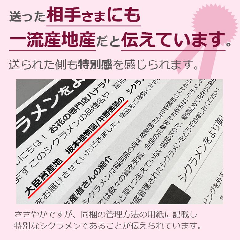 最高級シクラメン 7号鉢 大株 お歳暮 誕生日 お祝い クリスマスのプレゼント ギフト 贈答に｜hana-rug｜07