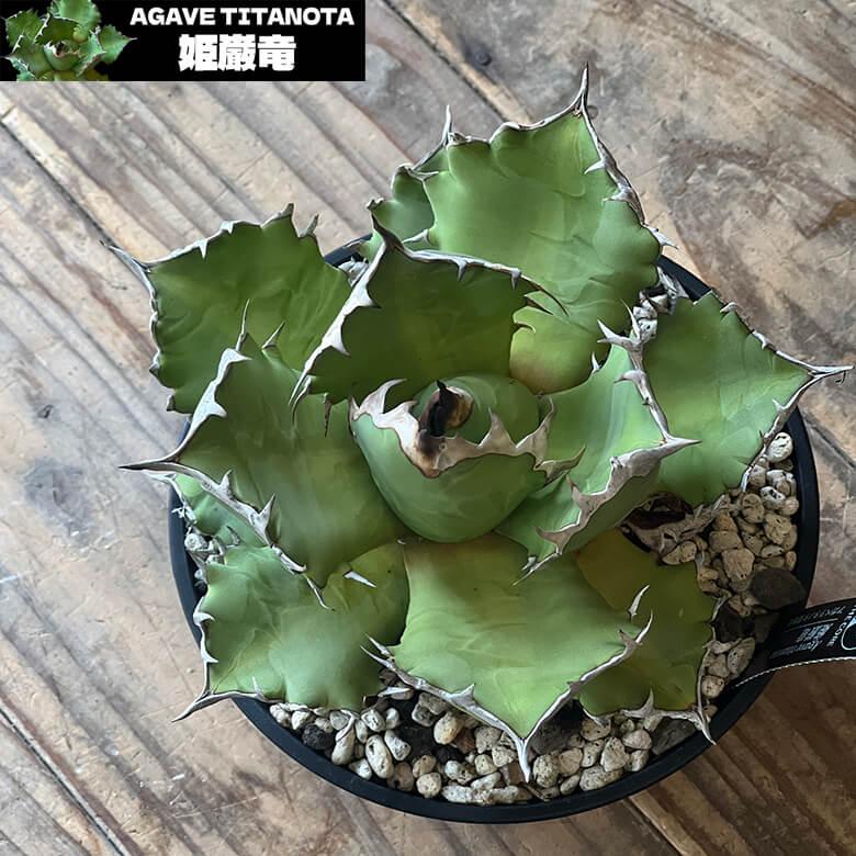 アガベ チタノタ 姫厳竜 姫巌竜 5号鉢 ヒメゲンリュウ 個体販売