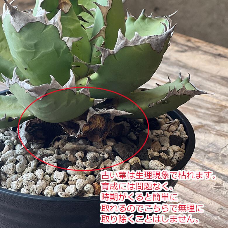 アガベ　姫厳竜　鉢セット アガベ チタノタ ドワーフ 姫厳竜 鉢セット - 観葉植物・生花