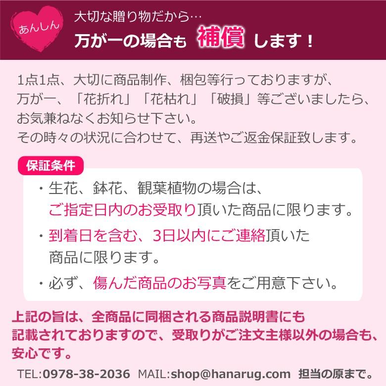 ミニ胡蝶蘭 1本立ち 敬老の日 鉢植え プレゼント 贈り物 誕生日 開店 退職 お祝い 御供え お供え 法事 ミディ｜hana-rug｜12