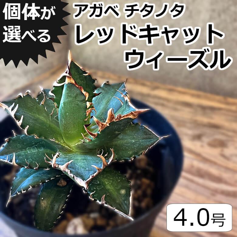 ブ*リ様 21アガベ　チタノタ レッドキャットウィーズル 赤猫 ボールタイプ アガベ チタノタ レッド キャットウィーズル（赤猫）033