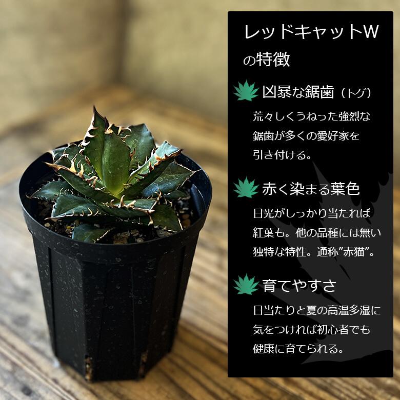 アガベ　チタノタ　オテロイ　赤猫　ゴリ猫　超コンパクト　ボールタイプ　4 アガベ チタノタ レッドキャットウィーズル 'ゴリ猫' | GREEN LUCK